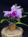 Cattleya warscewiczii 'Gigante do Cuete' от AWZ..